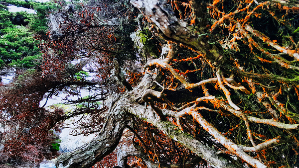 Roots of the Wind Point Lobos by AM Productions