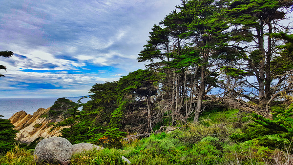Big Sur Forest View Print