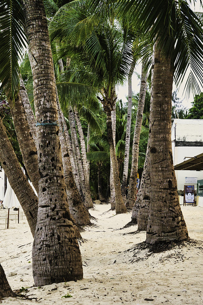 Boracay Palm Pathway by AM Productions