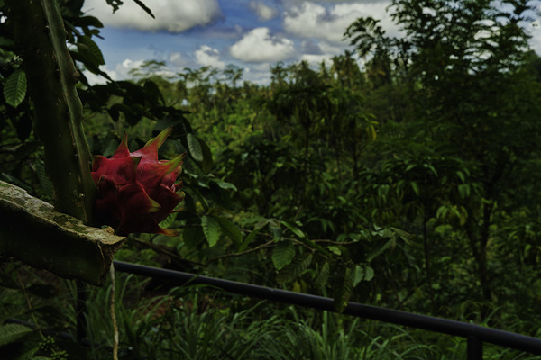 Harvest Among the Hills – Ubud Bali by AM Productions