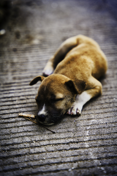 Resting Innocence – Cebu Philippines Print