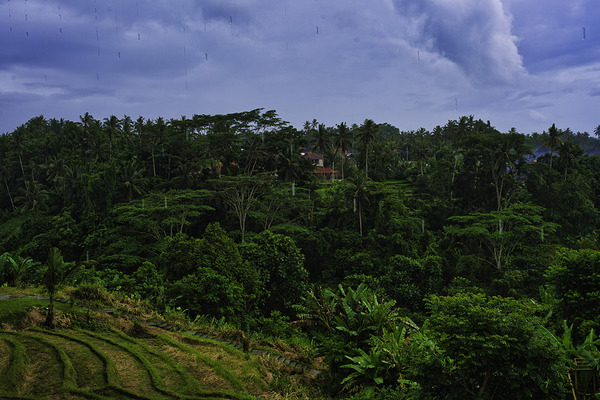Bali Ubud Rainforest Horizon by AM Productions