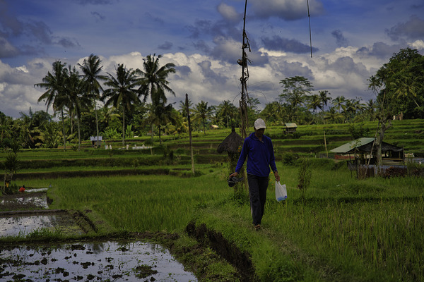 Bali Ubud Rice Terrace Farmer by AM Productions
