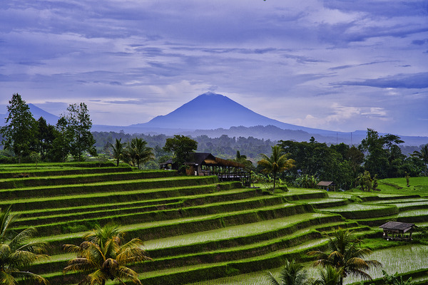 Bali Rice Terrace Horizon by AM Productions