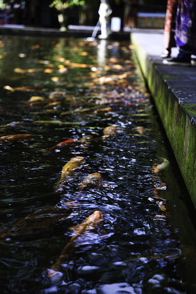 Whispers Beneath the Surface – Tirta Empul Temple by AM Productions