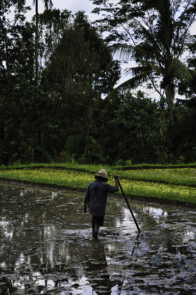 Keeper of the Fields – Ubud Bali by AM Productions