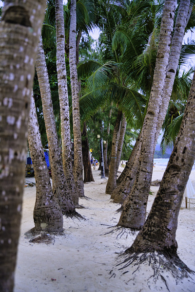Palm Pathway – Boracay Philippines by AM Productions