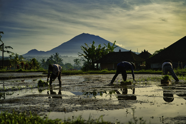 Bali Rice Planters at Dawn by AM Productions
