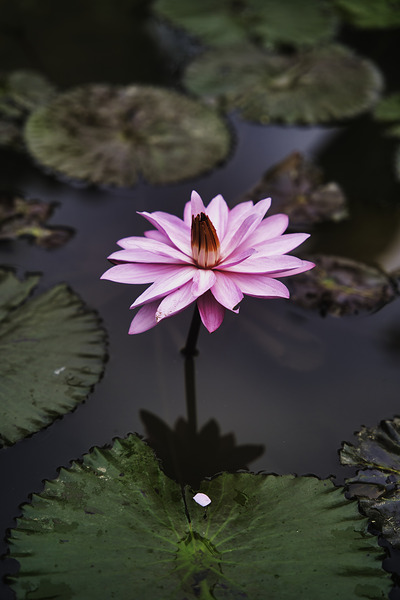Flower Lily BaliSolitude in Bloom – Water Lily Reflection by AM Productions