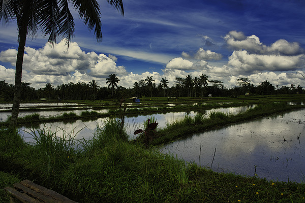 Still Fields of Bali by AM Productions