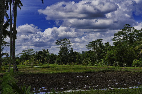 Ubud Rice Fields Under Gathering Clouds – Bali Indonesia by AM Productions