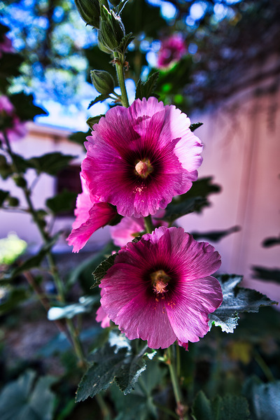 Wild Bloom in Tombstone Print