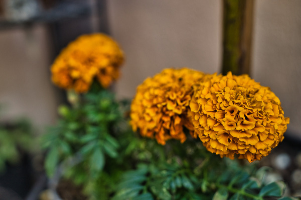 Golden Marigold Trio – Desert Bloom Series by AM Productions