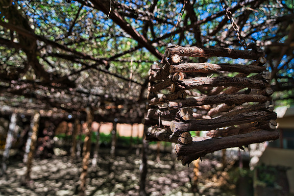 Hanging Timber – Desert Arbor by AM Productions