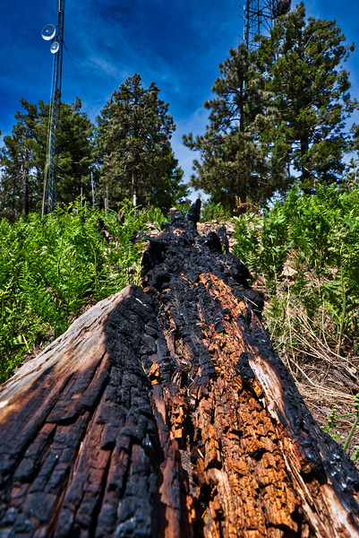 Resilience – Mount Lemmon Tucson by AM Productions