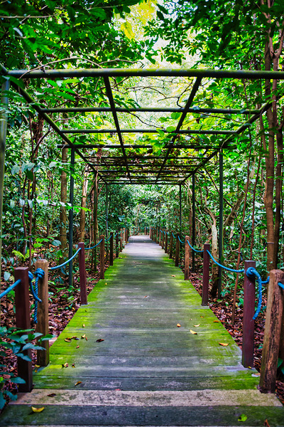 Singapore Botanical Gardens – Forest Walkway by AM Productions