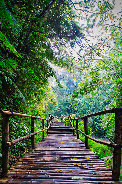 Forest Walkway – Padma Ubud Bali by AM Productions