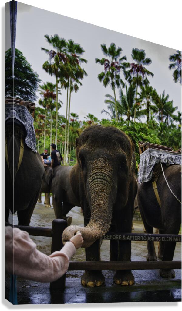 Touch of Trust Canvas Print