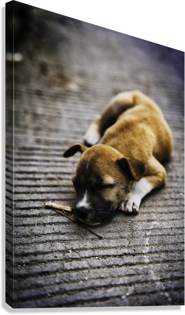 Resting Innocence – Cebu Philippines Canvas Print