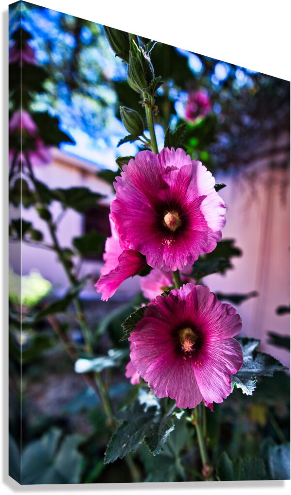 Wild Bloom in Tombstone Canvas Print