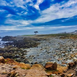 Lonely Tree – Pacific Grove