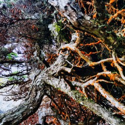 Roots of the Wind Point Lobos