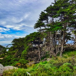 Big Sur Forest View