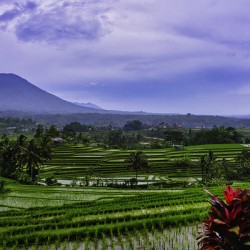The Sacred Horizon – Jatiluwih Bali