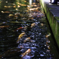 Whispers Beneath the Surface – Tirta Empul Temple