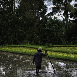 Keeper of the Fields – Ubud Bali