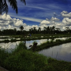 Still Fields of Bali