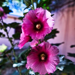 Wild Bloom in Tombstone