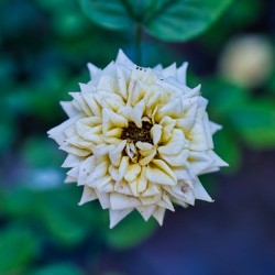 Desert Bloom – Tombstone Rose
