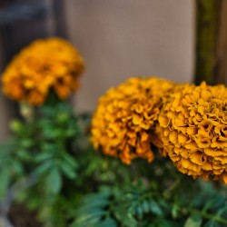 Golden Marigold Trio – Desert Bloom Series