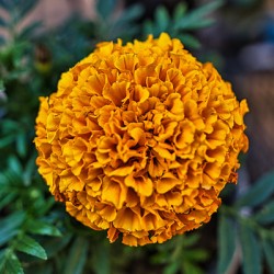 Sol Radiance – Marigold Bloom