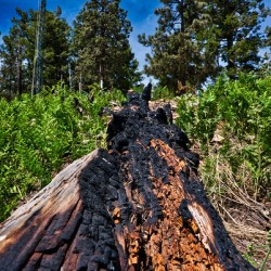 Resilience – Mount Lemmon Tucson