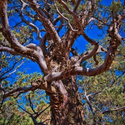 Sedona Ancient Twist