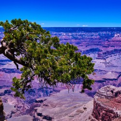 Lonely Tree – Grand Canyon