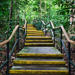 Path Through the Green Singapore