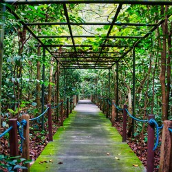 Singapore Botanical Gardens – Forest Walkway