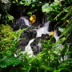 Whispers of the Falls Singapore Botanic Gardens