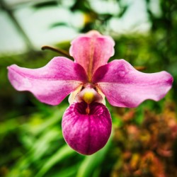 Orchid Grace Singapore Botanic