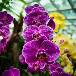 Rain Kissed Orchids Singapore Botanic Gardens