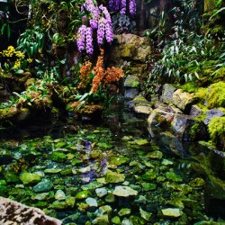 Sanctuary of Still Waters Singapore Botanic Gardens