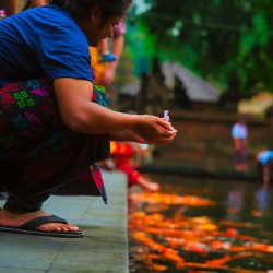 Bali Feeding Fish – Tirta Empul Temple Indonesia
