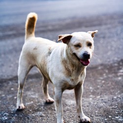 Bali Dogs – Guardian of the Street