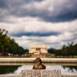 Monument Watcher Washington