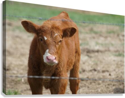 Skeptical Calf Canvas Print