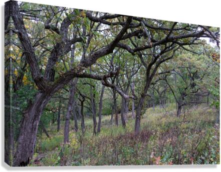 DSC07083 Canvas Print
