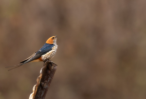 Lesser Striped Swallow No Watermark